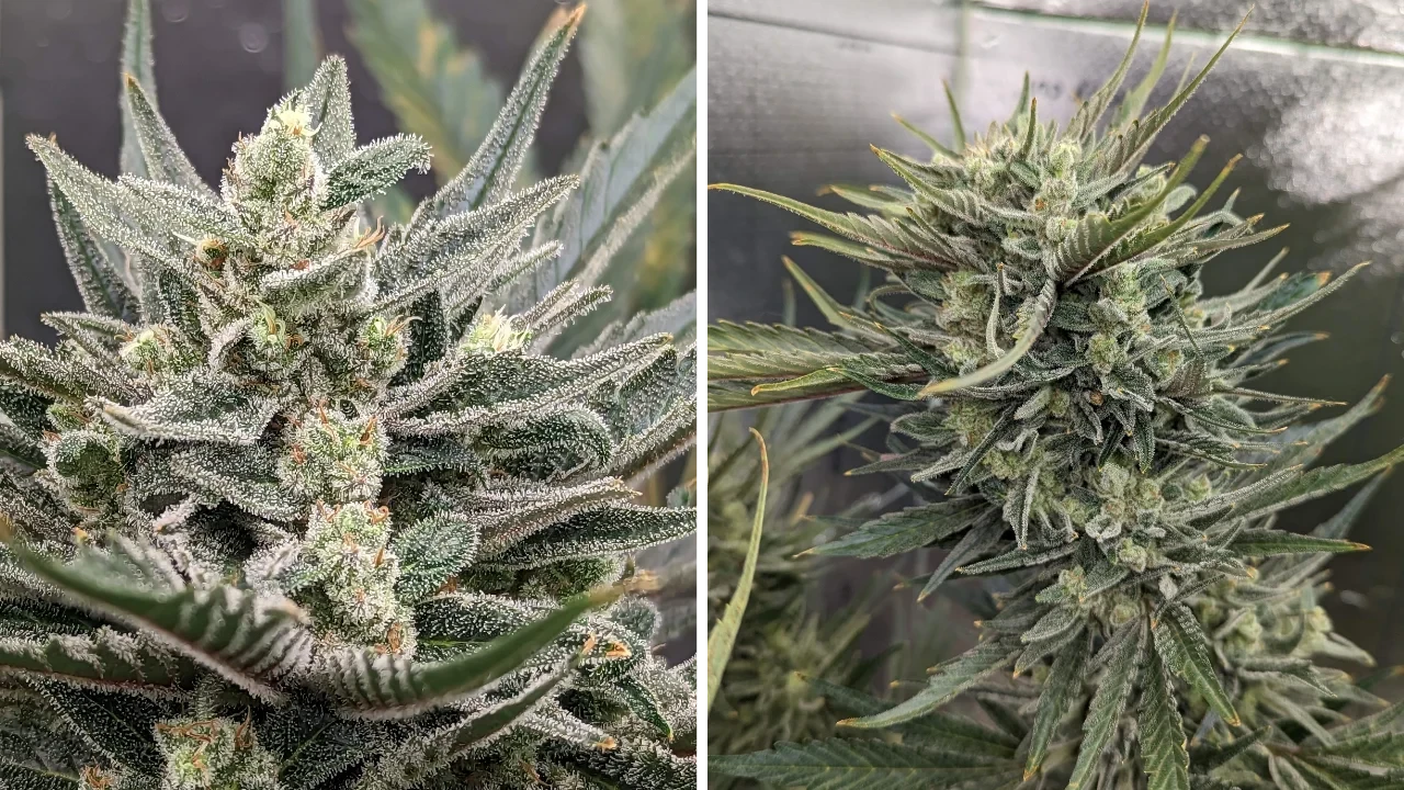 Hindu Kush from WeedSeedsExpress grown by Theia on Growdiaries